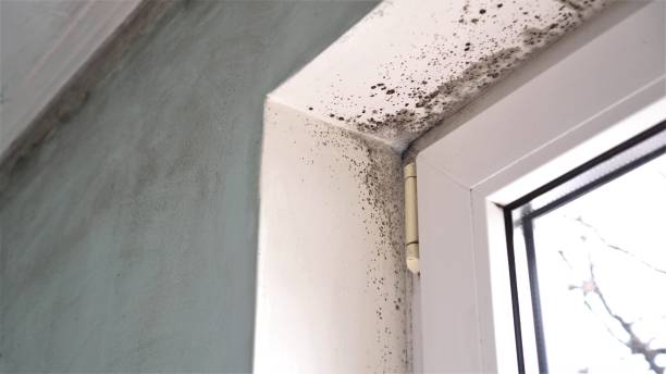 Best Water Damage & Mold Remediation  in Stanley, WI