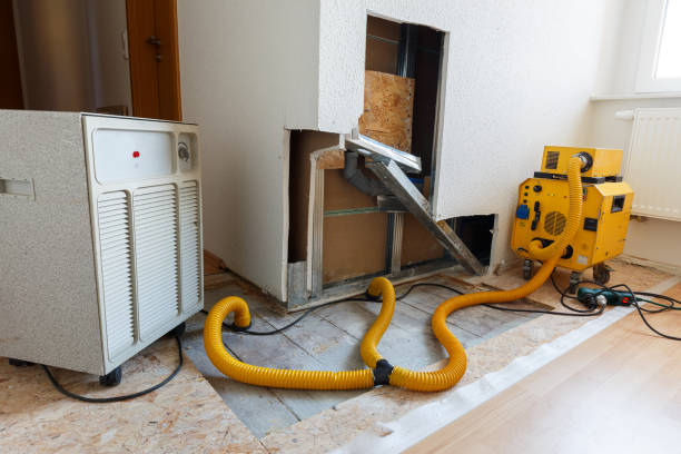 Best Black Mold Removal  in Stanley, WI