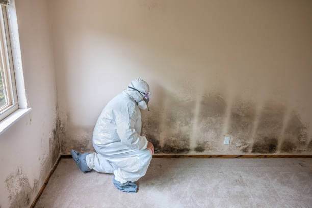 Best Mold Remediation for Healthcare Facilities  in Stanley, WI