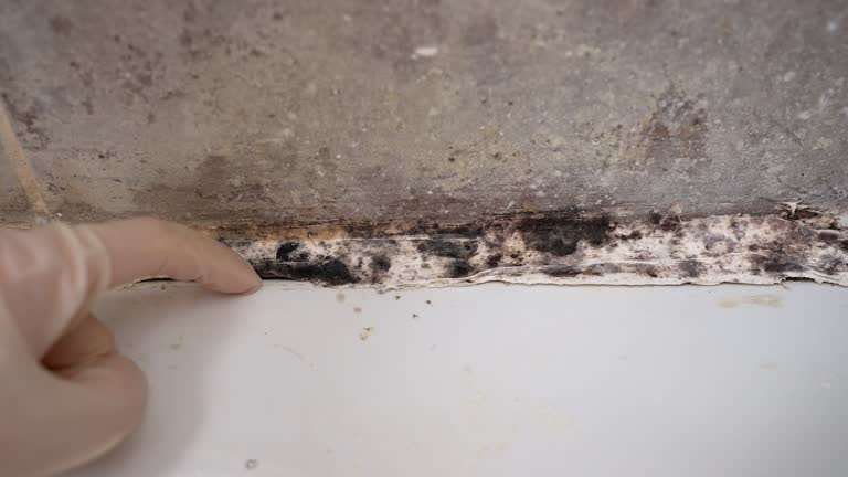 Best Forensic Mold Investigation  in Stanley, WI